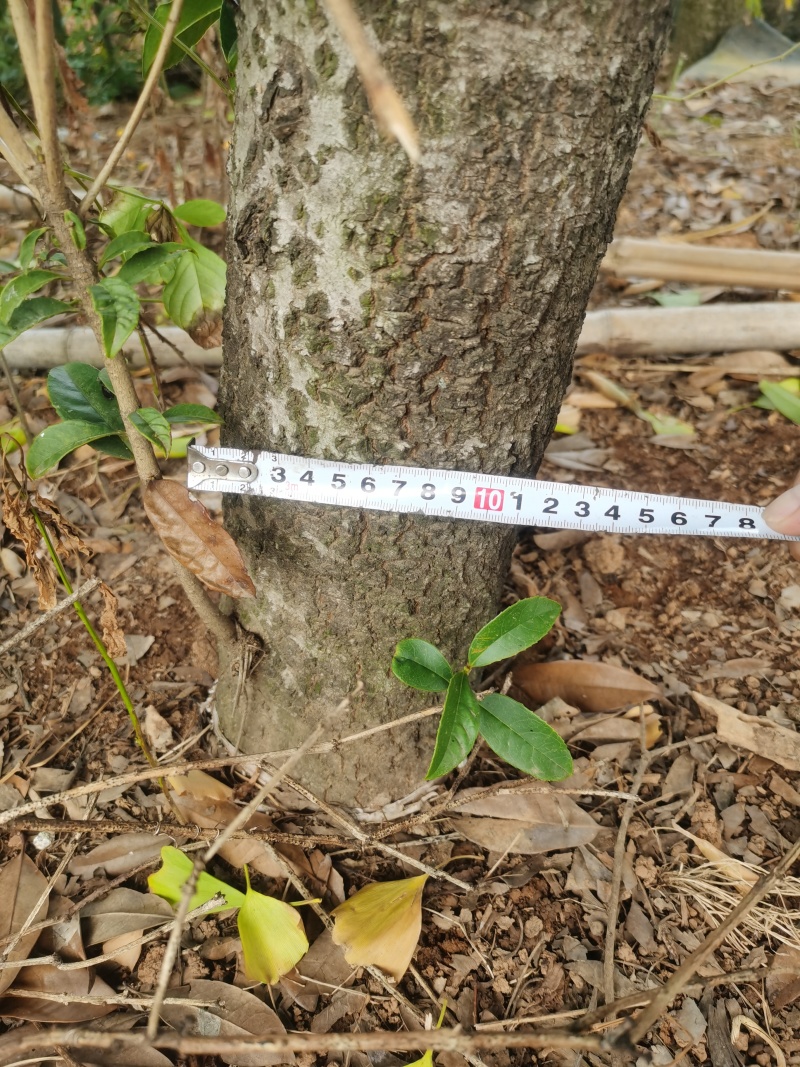 湖南省汨罗市出售自家种的桂花树100多颗