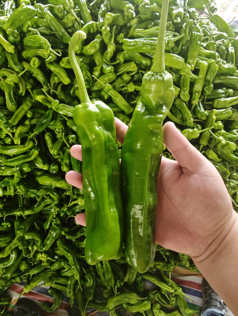 辣椒产地芜湖椒，保质保量，诚信保障！！
