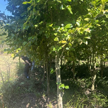 茶树地径5公分