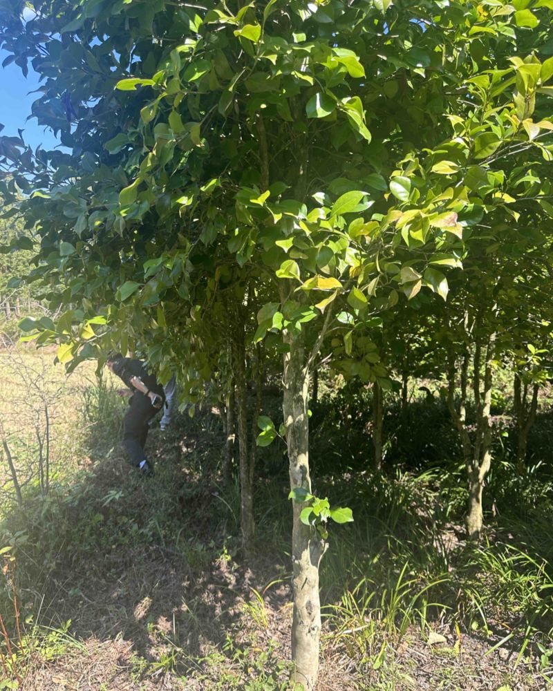 茶树地径5公分
