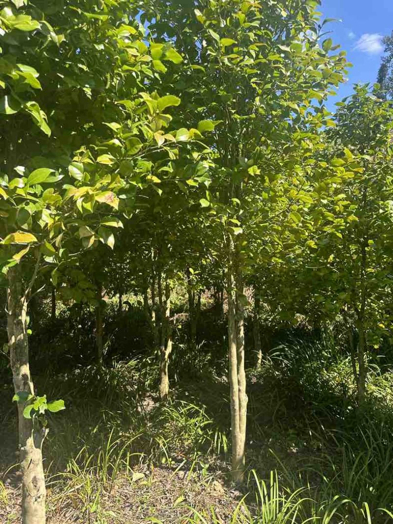茶树地径5公分