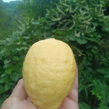 安岳柠檬