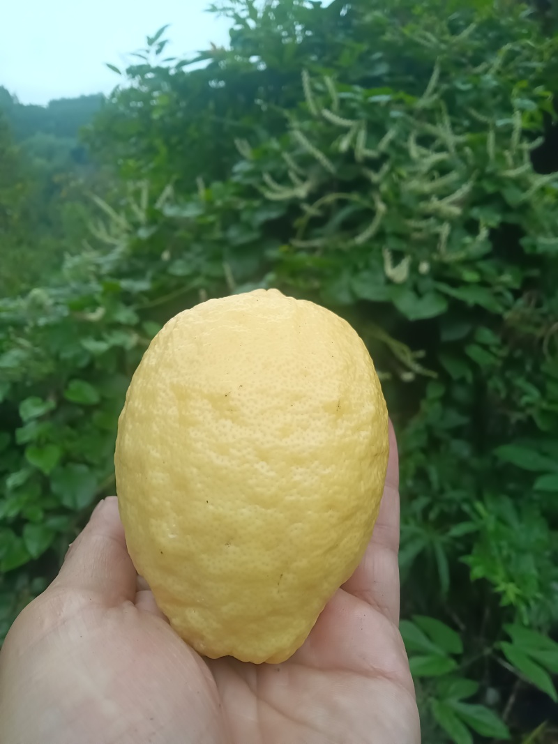 安岳柠檬