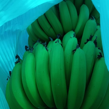 香蕉