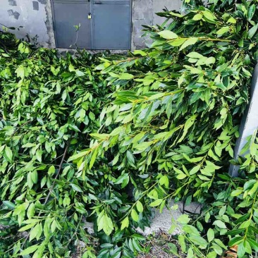进口格鲁吉亚香叶打粉神器干净港口一手货源整件从优大货欢迎联