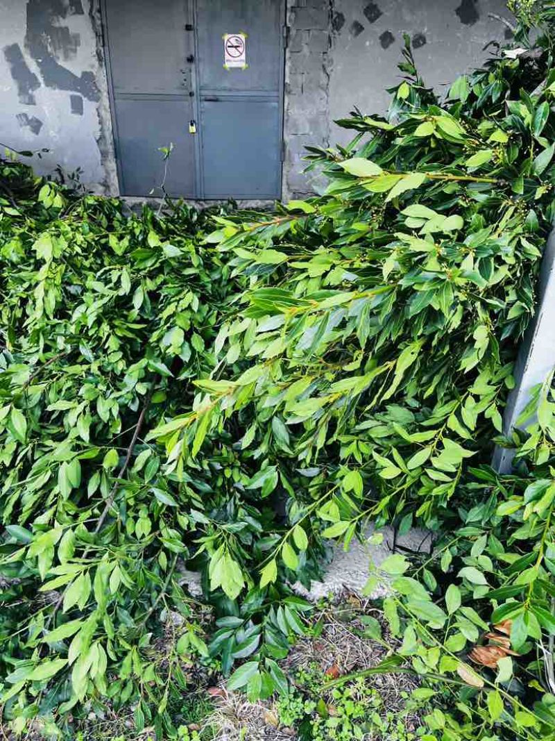 进口格鲁吉亚香叶打粉神器干净港口一手货源整件从优大货欢迎联