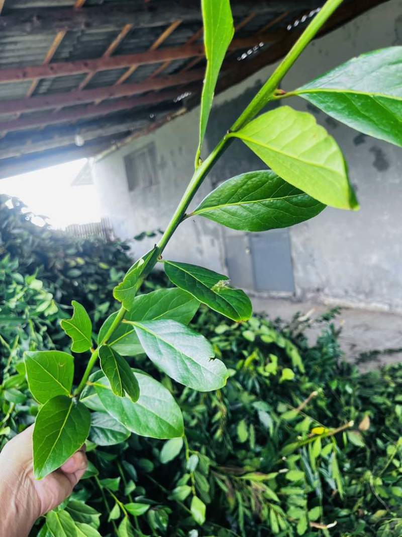 进口格鲁吉亚香叶打粉神器干净港口一手货源整件从优大货欢迎联