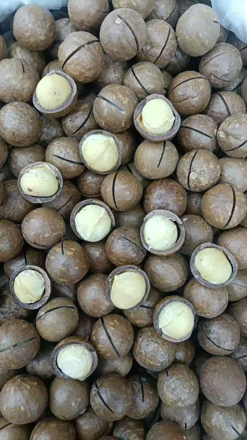 夏威夷果大货电商货一件代发，有量有价，全国比价，可工厂考察