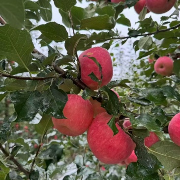 陕西省洛川县苹果