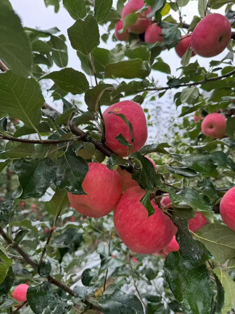 陕西省洛川县苹果