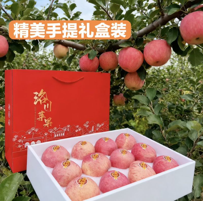 陕西省洛川县苹果