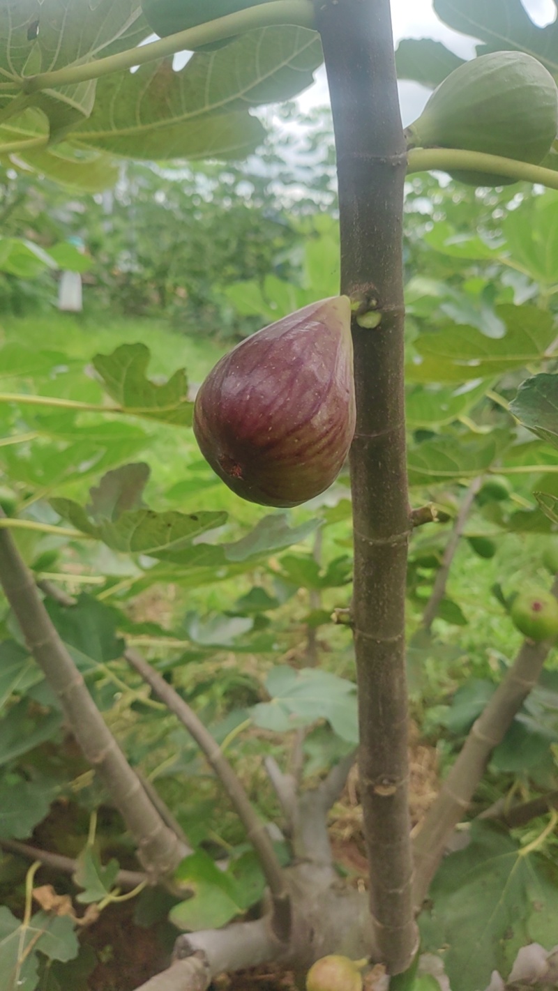 无花果当季水果