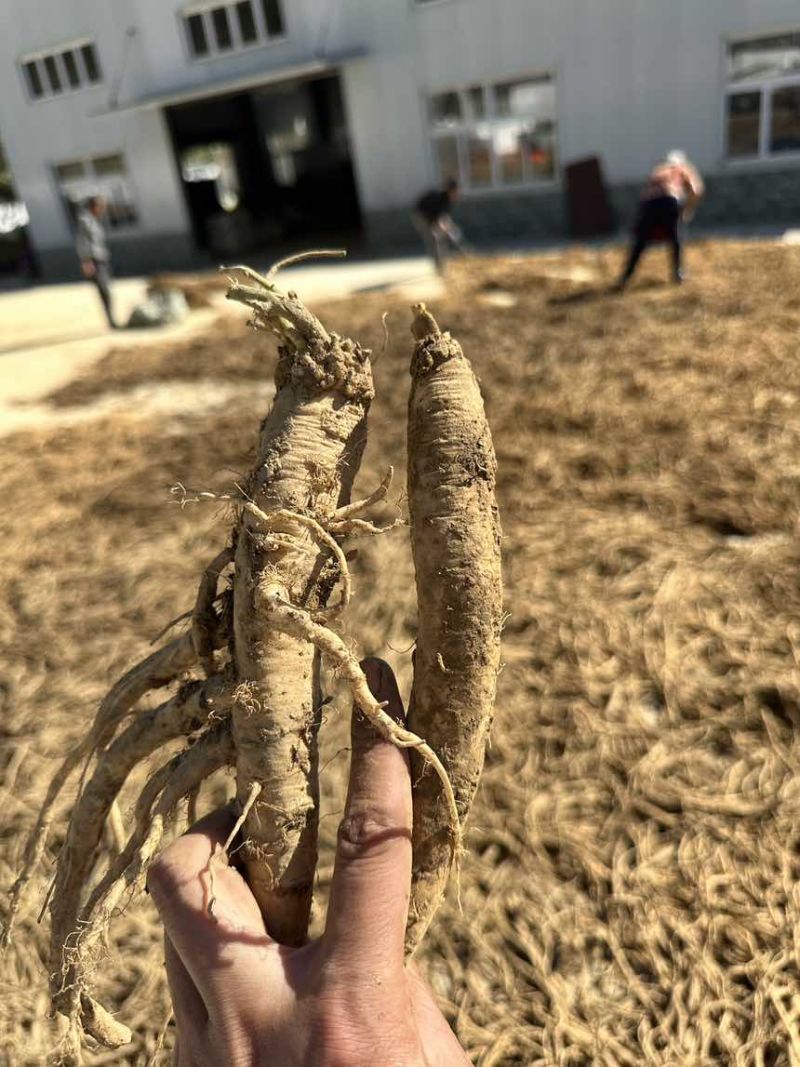 党参鲜货，全年源头产地一手供应批发零售