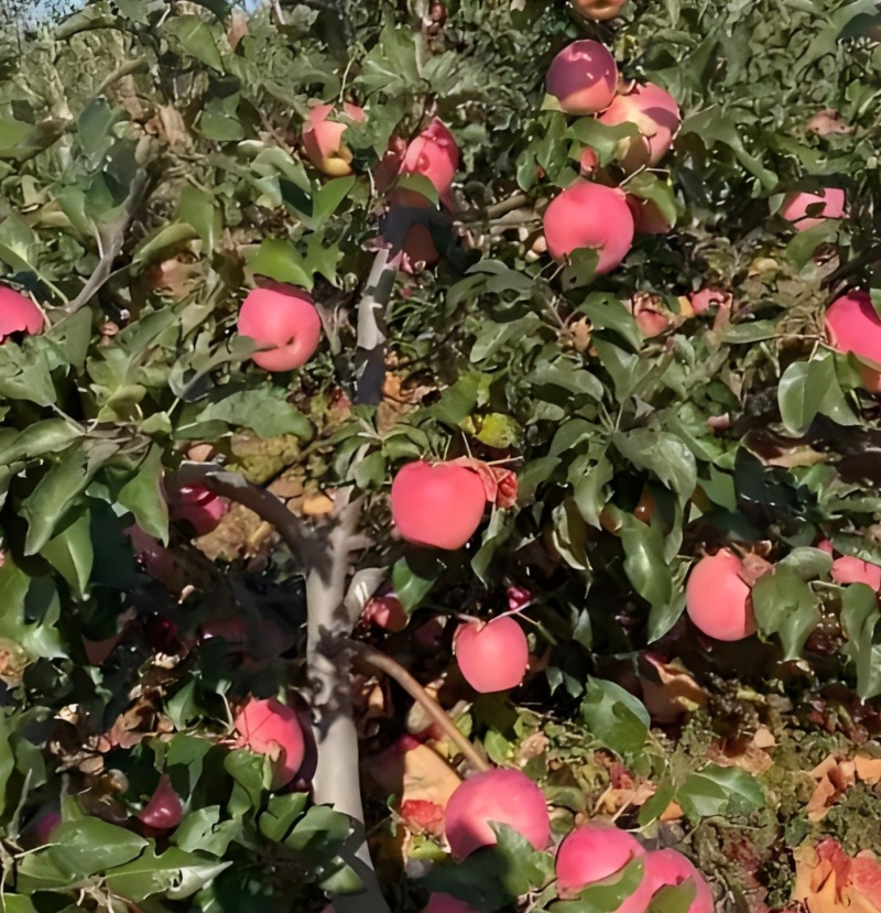 东北寒富苹果
