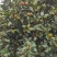 油茶籽干货