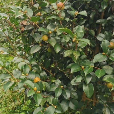 油茶籽干货
