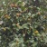 油茶籽干货