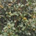 油茶籽干货