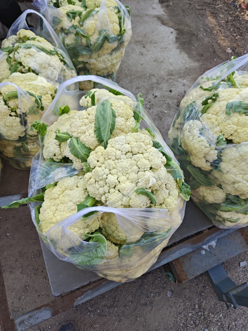 花菜大量有货，价格便宜。