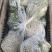 花菜大量有货，价格便宜。