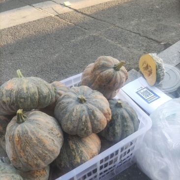 河北衡水自家种的南瓜