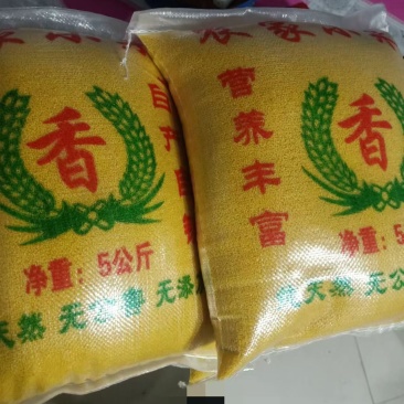 黄金小米，您的**🌹🌹🌹