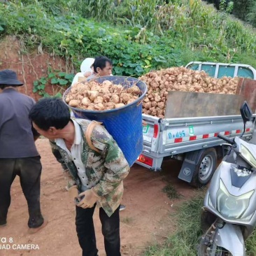 自己家种的地瓜，香甜可口