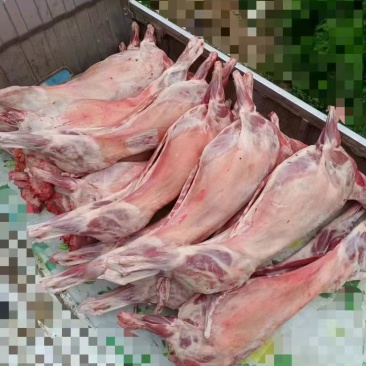 内蒙全羊17一斤，大量现货