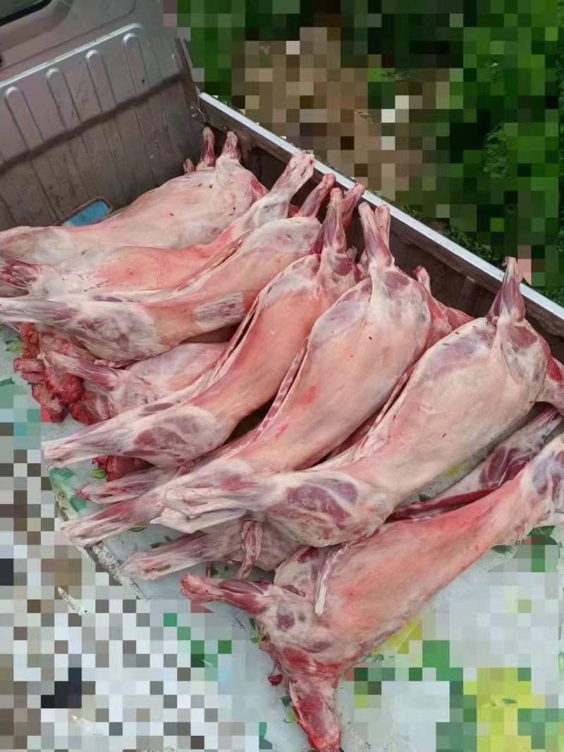 内蒙全羊17一斤，大量现货
