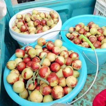 沾化冬枣