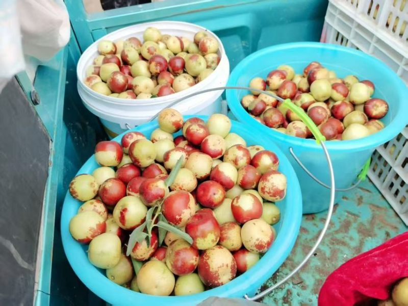 沾化冬枣