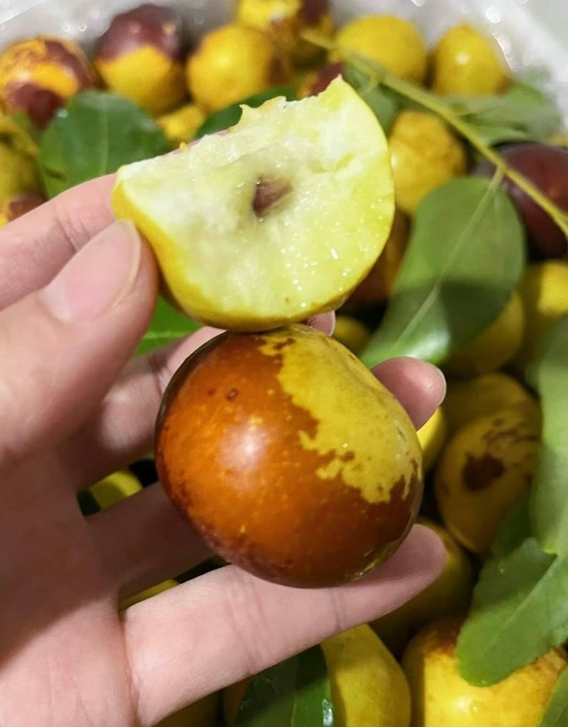 沾化冬枣