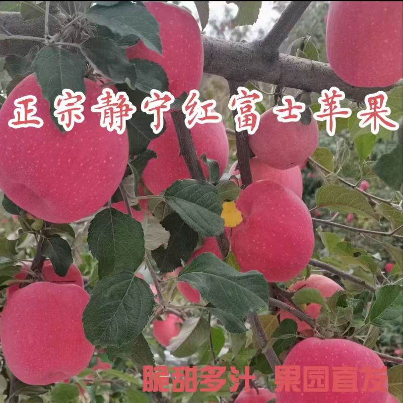 甘肃