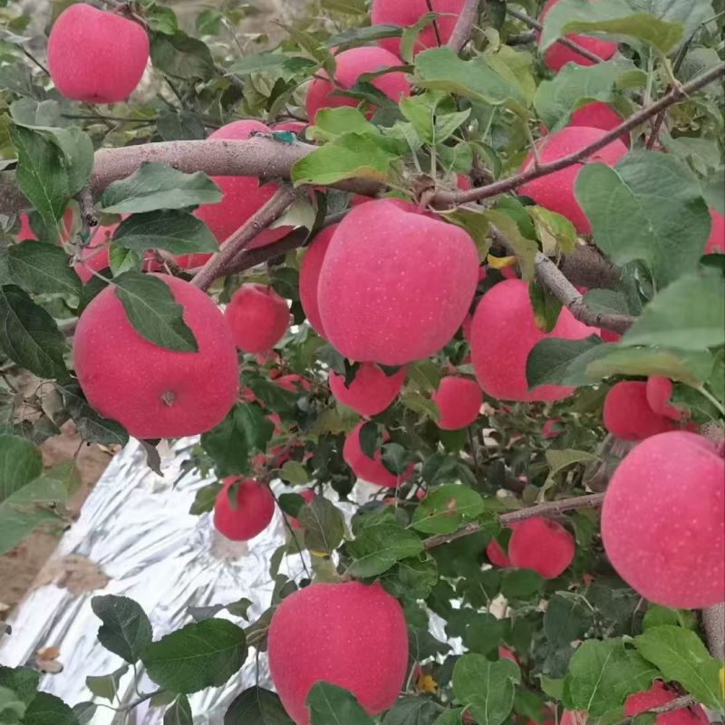 甘肃