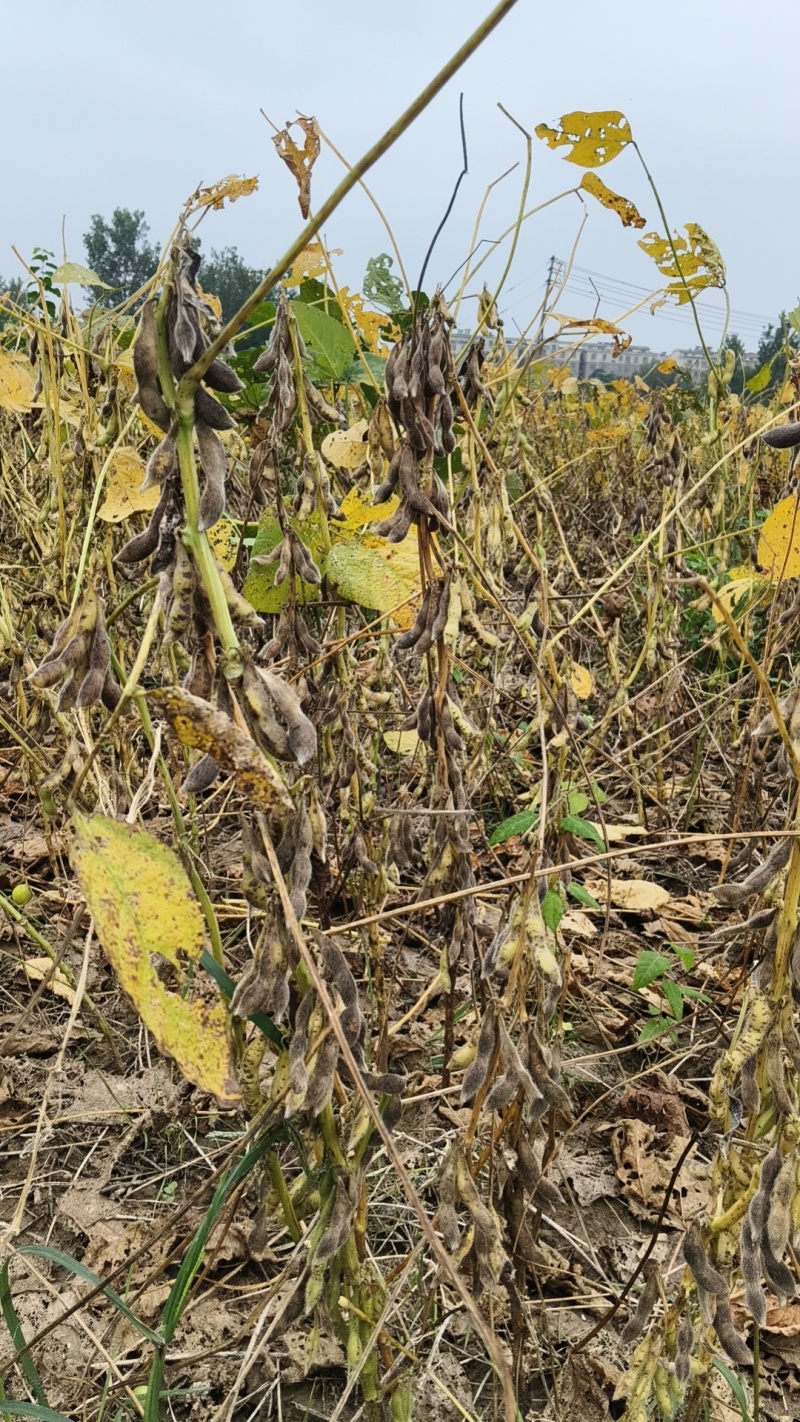 600亩大豆品种郓豆一号，即将出售