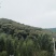 油栗