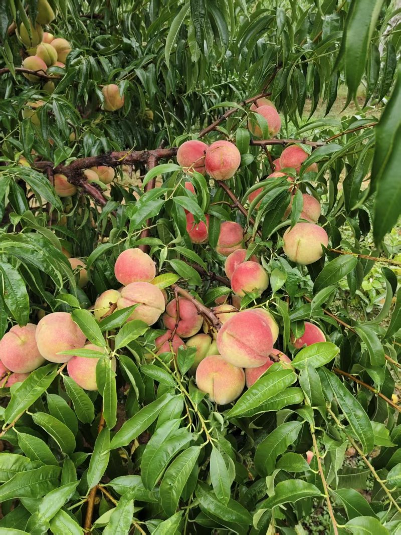 山东济宁泗水金秋红蜜