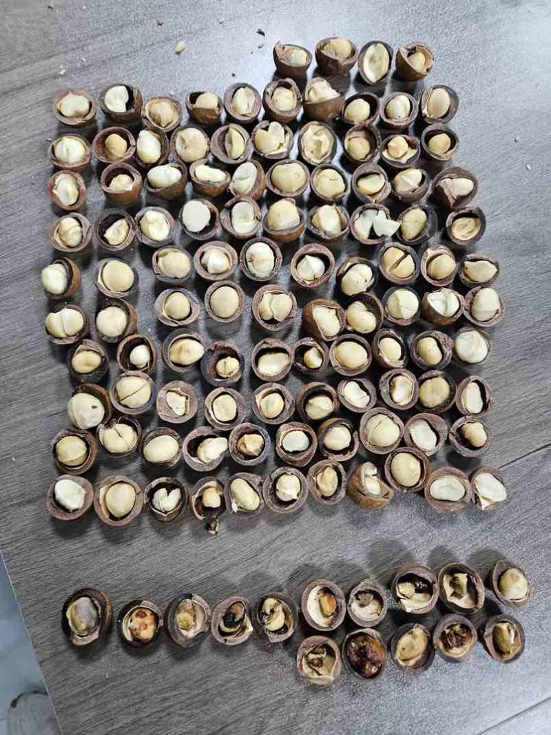 云南新货夏威夷果以到、质量肉眼可见、价格却**优势！