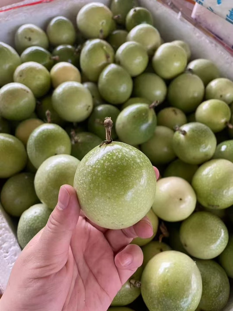 钦蜜9号百香果批发