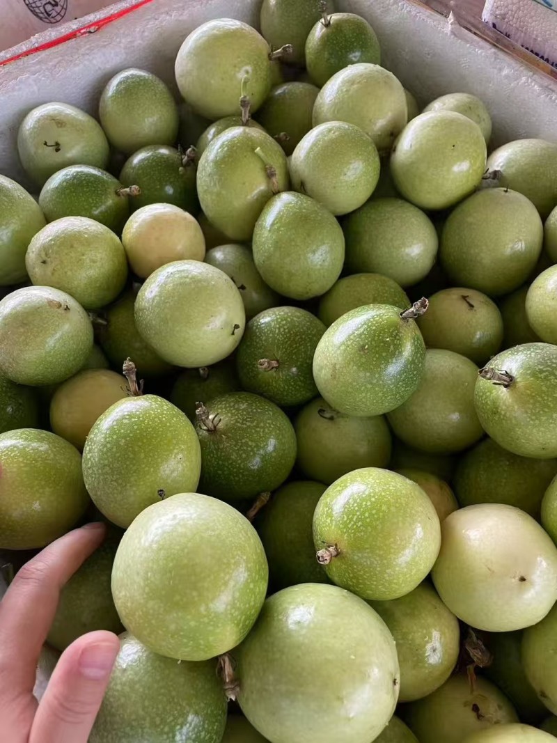 钦蜜9号百香果批发