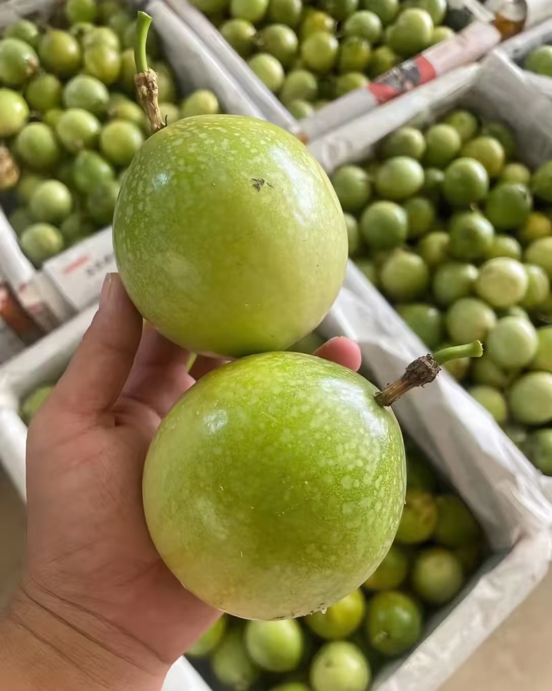 钦蜜9号百香果批发