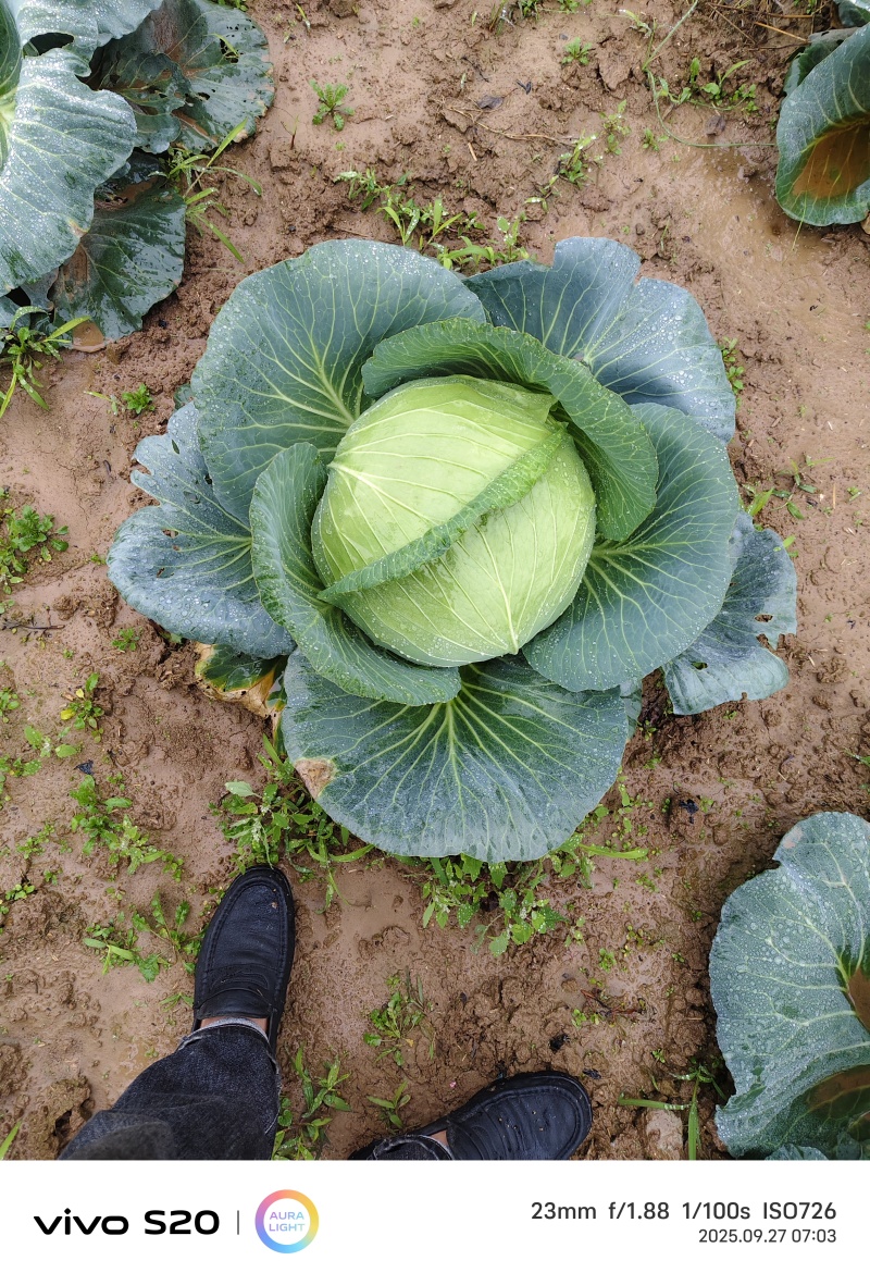 莲花白
