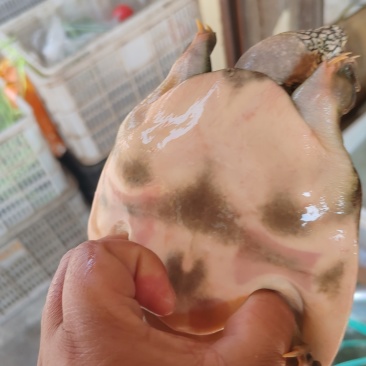 甲鱼