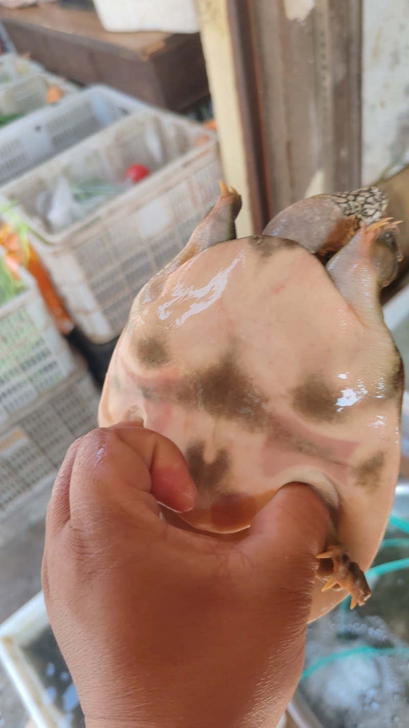 甲鱼