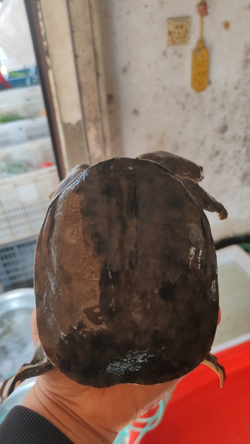甲鱼