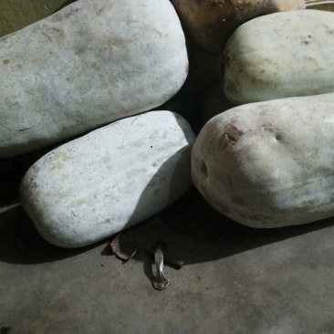 老式东瓜