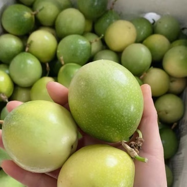 批发钦蜜9号百香果