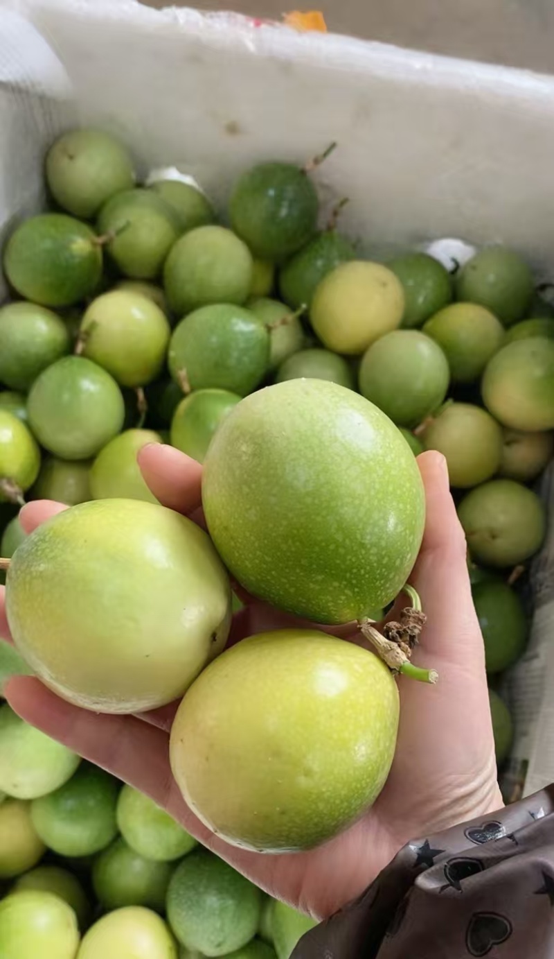 批发钦蜜9号百香果