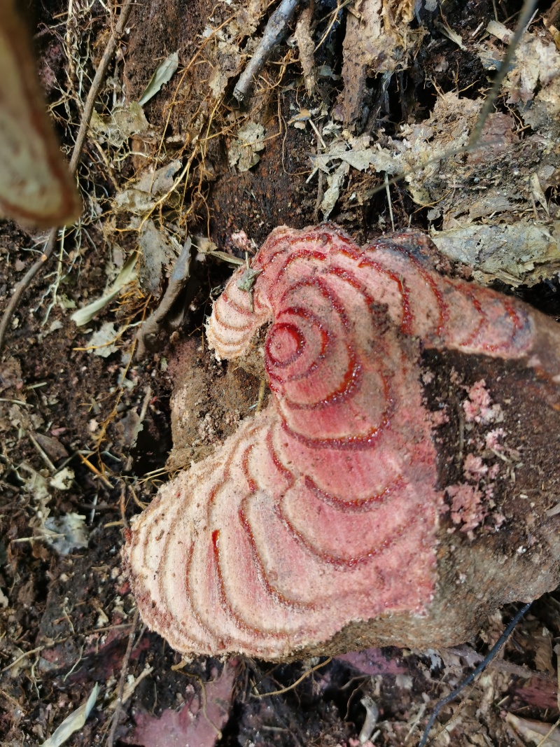 深山老林
