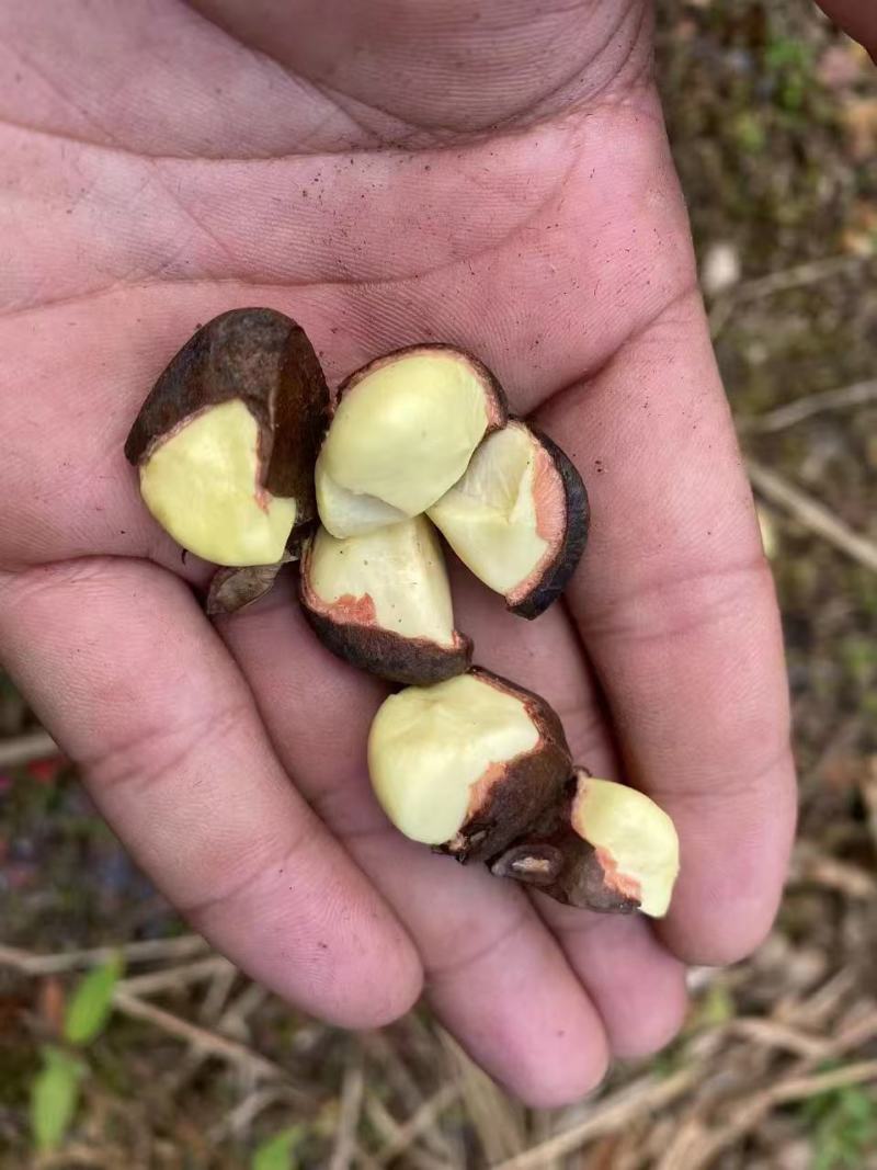 广西岑溪软枝油茶果